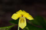 Downy yellow violet